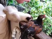 Caribbean Queen - Apartamento con vista al Jardin #2