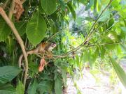 Top Quepos