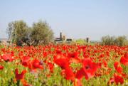 Top Tuscania