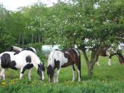 Top Groß Kordshagen