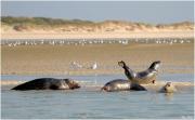 Top Berck-sur-Mer