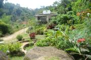 Top Ladang Pangoi