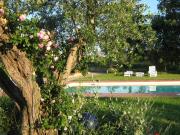 Top Cinigiano Top Cinigiano