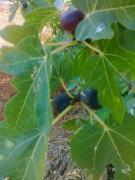 Top Sant Carles de Peralta