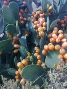 Top Sant Carles de Peralta