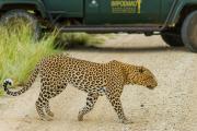 Top Madikwe Game Reserve
