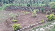 Top Rongli