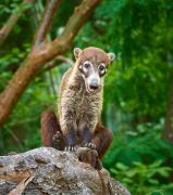 Top Bijagua