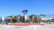 Top Bellflower