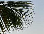 Top Caye Caulker