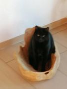 Top Iseltwald Top Iseltwald