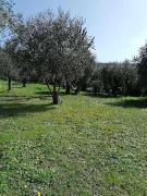 Studio au milieu d une oliveraie Le Mas de la huppe