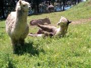 Top Città di Castello