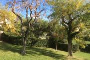 Top Cassis