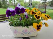 Top Zarki Letnisko Top Zarki Letnisko