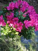 Top Balatonmáriafürdő