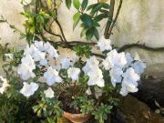 Top Città di Castello