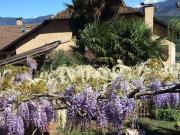 Top Caldaro Top Caldaro