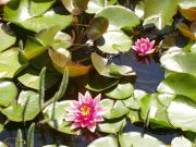 Köstenholzerhof Köstenholzerhof