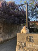 Top Rovinj