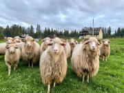 Top Poronin Top Poronin