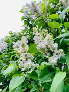 Velencei Vadregényes Vendégház