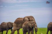 Top Amboseli
