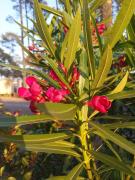 Top Saint-Julien-en-Born Top Saint-Julien-en-Born