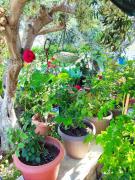 Top Emborios Kalymnos