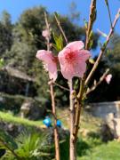 Top Mošćenička Draga