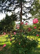 Top Oviedo Top Oviedo