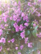 Top Rovinj Top Rovinj