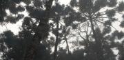 Top Campos do Jordão