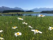 Top Füssen
