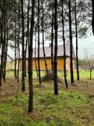 Top Koszele Top Koszele