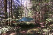 Baumzelt im Wald