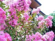 Old City LG Apartments