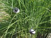 Top Herdwangen-Schönach