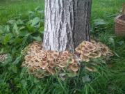 Top Prestento Top Prestento