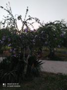 Top Sonnino