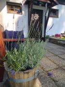 Top Paseky nad Jizerou