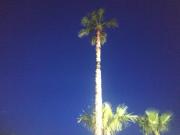 Top Punta Prosciutto