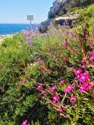 Top Favignana