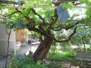 Tsinandali Edem - Tsinandlis Edemi - Цинандали Эдем