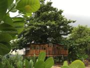 A Treehouse grows in Kolad