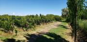 Top San Rafael