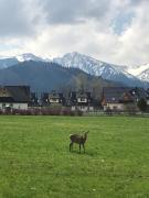 شقة مطلة على الجبل Apartament 3 POKOJOWY Aneks KUCHENNY 3 łazienki pobyt na termach dla 2os, gratis