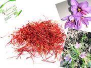 Top Padula Top Padula