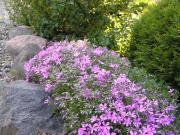 Top Rheinswein Top Rheinswein