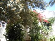 Top Mahdia